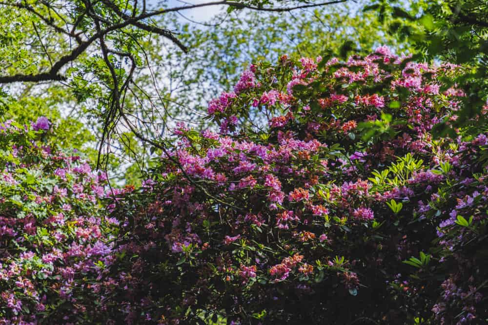 Bloeiende Rododendrons
